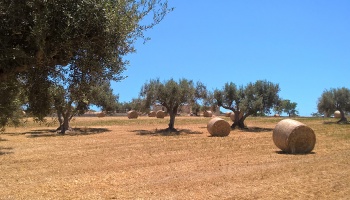 Scicli (RG), 97018, ,Ruin Land,For Sale,1006