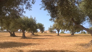 Scicli (RG), 97018, ,Ruin Land,For Sale,1006