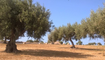 Scicli (RG), 97018, ,Ruin Land,For Sale,1006