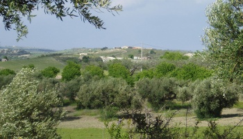Noto (SR), 96017, ,Villas and Olive Grove,For Sale,1008