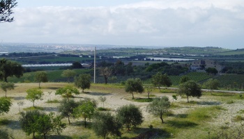 Noto (SR), 96017, ,Villas and Olive Grove,For Sale,1008