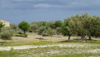Noto (SR), 96017, ,Villas and Olive Grove,For Sale,1008