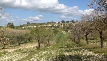 Noto (SR), 96017, ,Villas and Olive Grove,For Sale,1008