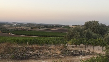 Noto (SR), 96017, ,Villas and Olive Grove,For Sale,1008