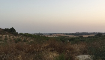 Noto (SR), 96017, ,Villas and Olive Grove,For Sale,1008