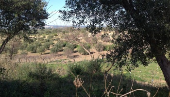 Noto (SR), 96017, ,Villas and Olive Grove,For Sale,1008